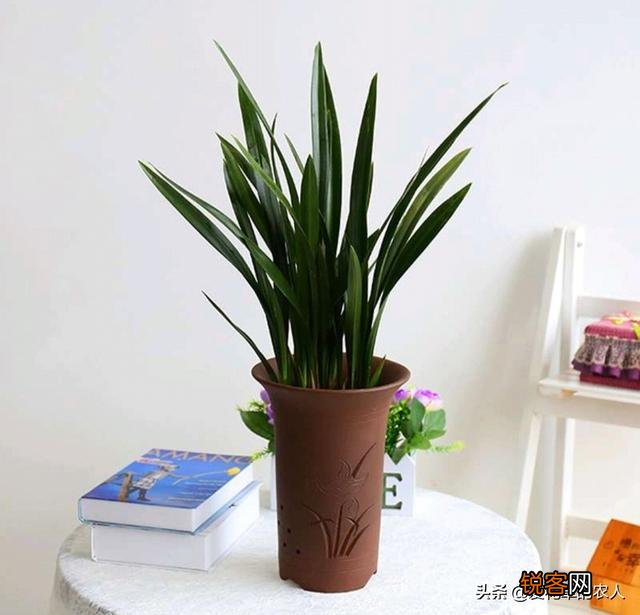 墨兰该如何养护？需要做好哪些管理工作？