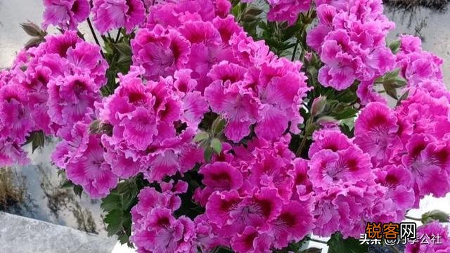 新买的天竺葵花为什么发蔫了？怎么办？