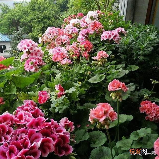 新买的天竺葵花为什么发蔫了？怎么办？