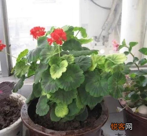 新买的天竺葵花为什么发蔫了？怎么办？