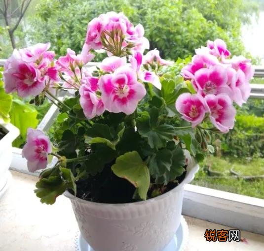 新买的天竺葵花为什么发蔫了？怎么办？