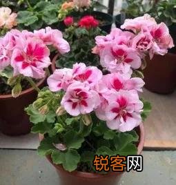 新买的天竺葵花为什么发蔫了？怎么办？