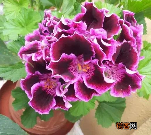 新买的天竺葵花为什么发蔫了？怎么办？