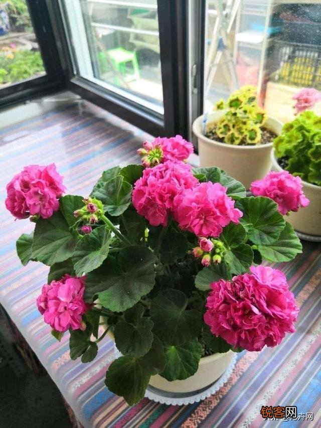 新买的天竺葵花为什么发蔫了？怎么办？