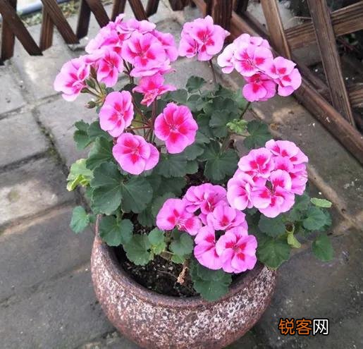 新买的天竺葵花为什么发蔫了？怎么办？