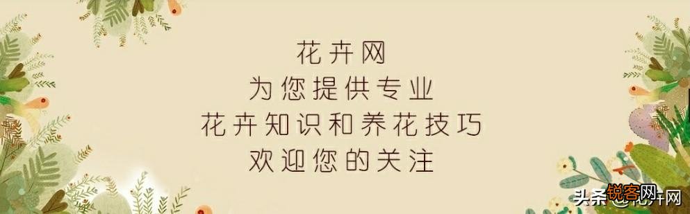 新买的天竺葵花为什么发蔫了？怎么办？