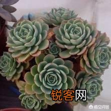 想把多肉培养成“大肉球”,该怎样浇水？
