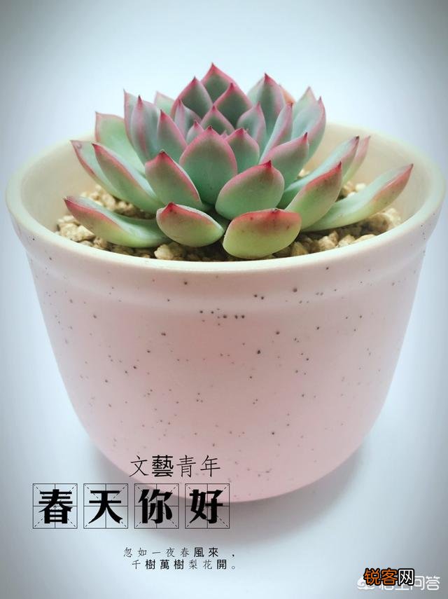 想把多肉培养成“大肉球”,该怎样浇水？