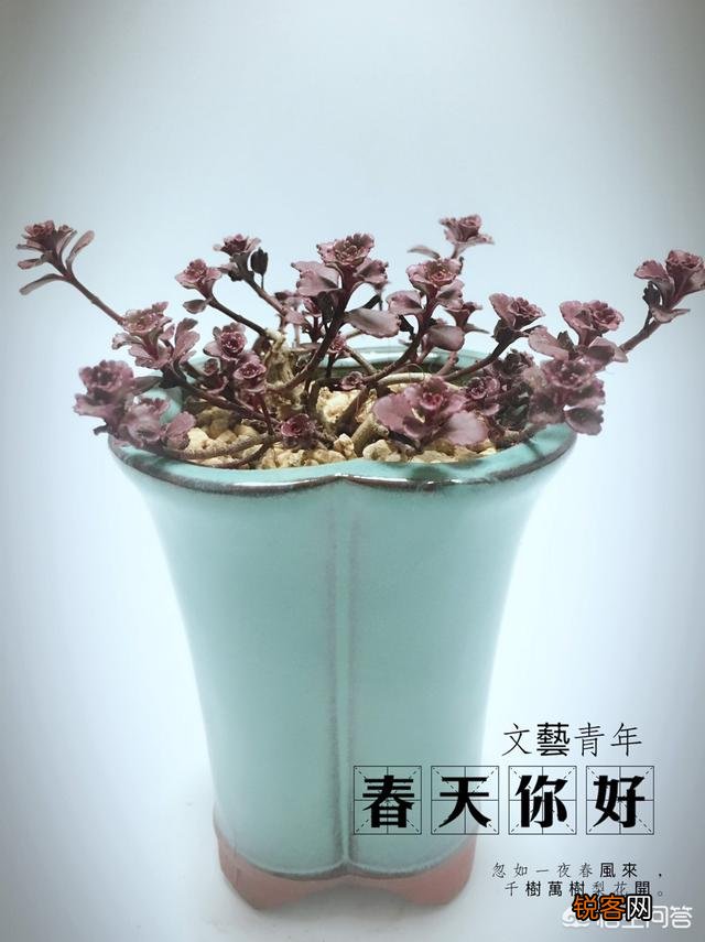 想把多肉培养成“大肉球”,该怎样浇水？