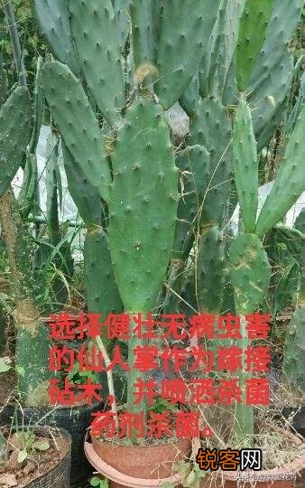 嫁接的蟹爪兰已十年了,现在钻木干老半死不活的,还能救吗？