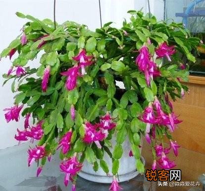 嫁接的蟹爪兰已十年了,现在钻木干老半死不活的,还能救吗？