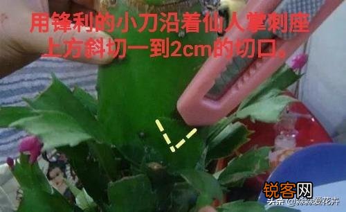 嫁接的蟹爪兰已十年了,现在钻木干老半死不活的,还能救吗？