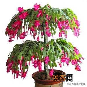 嫁接的蟹爪兰已十年了,现在钻木干老半死不活的,还能救吗？