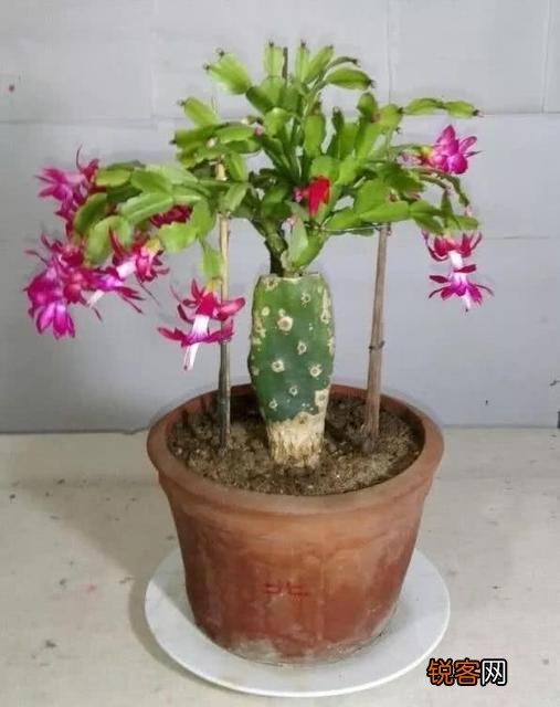 嫁接的蟹爪兰已十年了,现在钻木干老半死不活的,还能救吗？