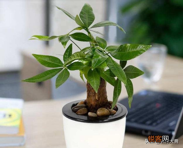 发财树该怎么养？