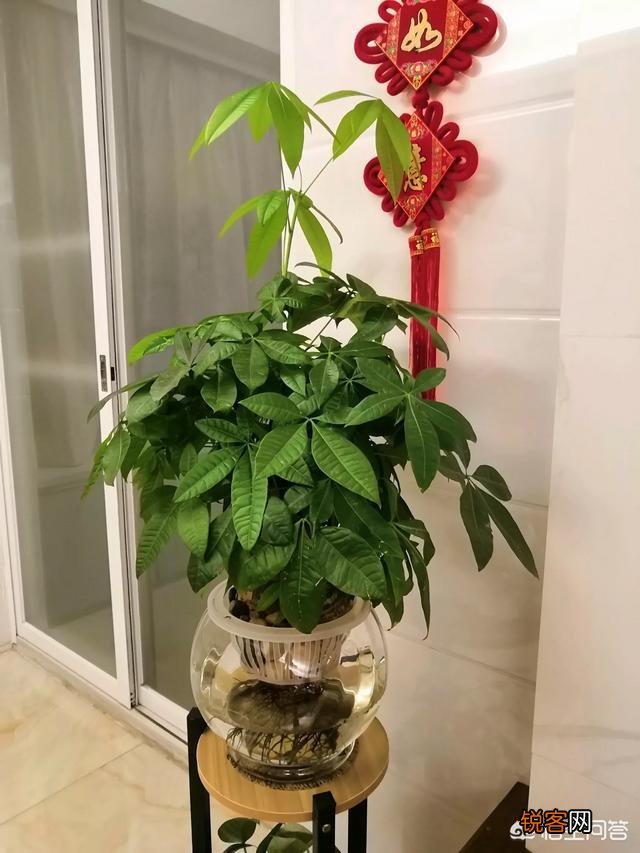 发财树该怎么养？