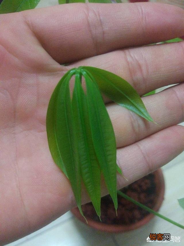 发财树该怎么养？