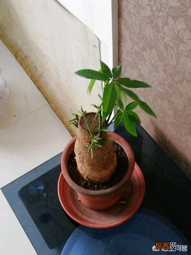 发财树该怎么养？