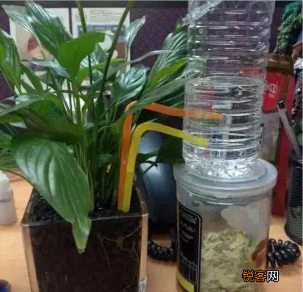 因事外出时盆花无人浇水怎么办？