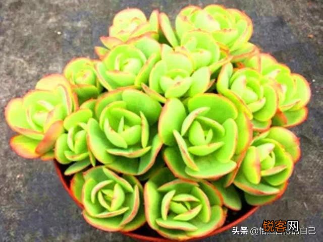 进入梅雨季节应该如何养护多肉植物？