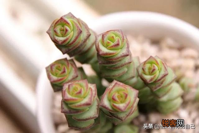 进入梅雨季节应该如何养护多肉植物？