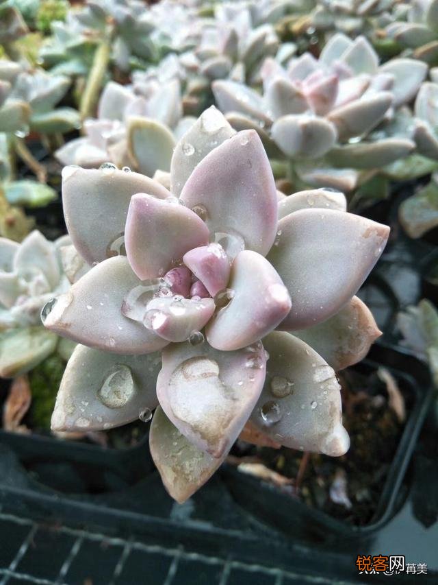 进入梅雨季节应该如何养护多肉植物？