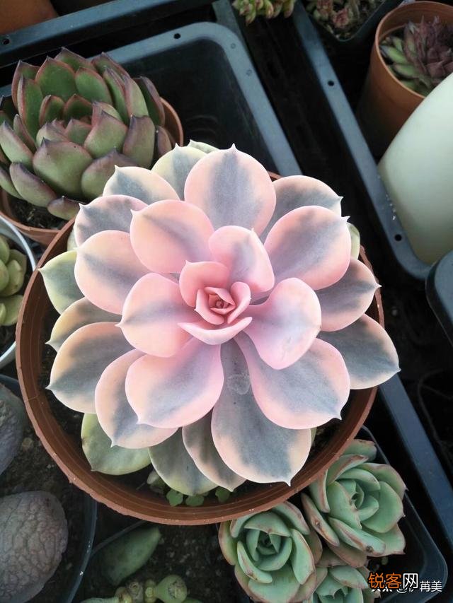 进入梅雨季节应该如何养护多肉植物？