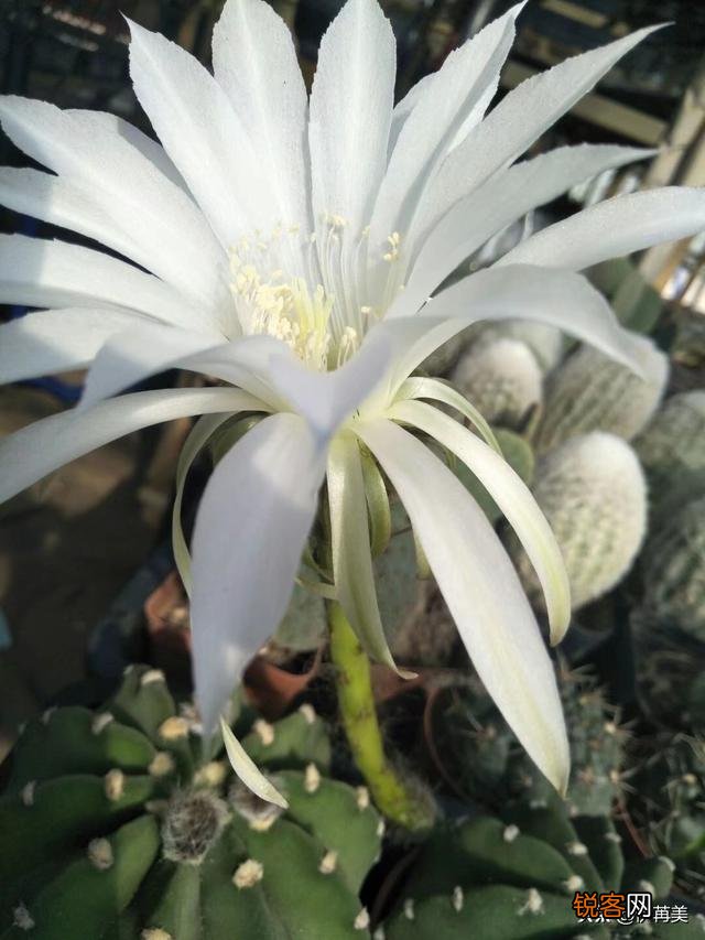 进入梅雨季节应该如何养护多肉植物？