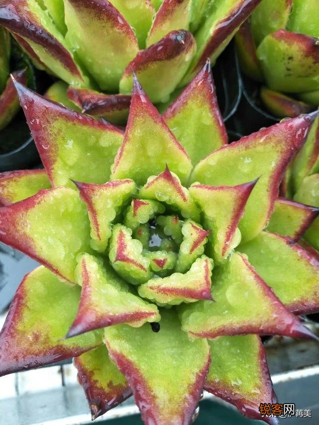 进入梅雨季节应该如何养护多肉植物？