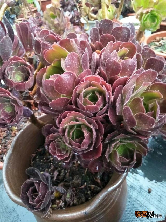 进入梅雨季节应该如何养护多肉植物？