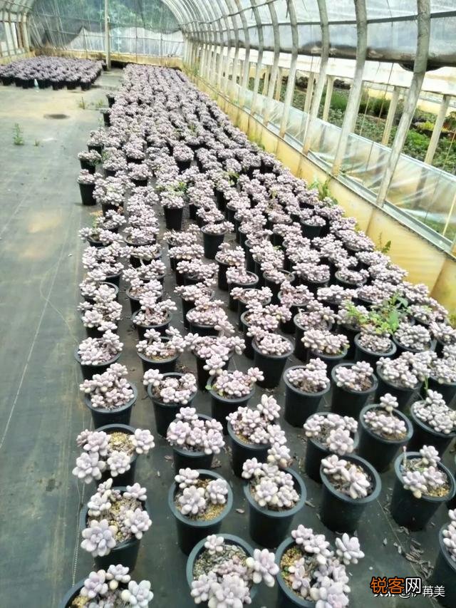 进入梅雨季节应该如何养护多肉植物？