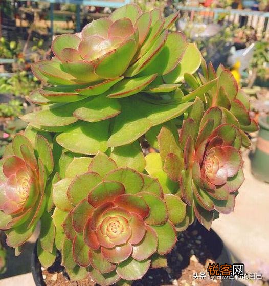 进入梅雨季节应该如何养护多肉植物？