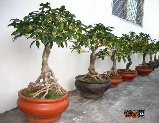 桂花树怎么养护 养好桂花只需记住四点