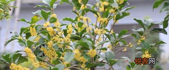 桂花树怎么养护 养好桂花只需记住四点