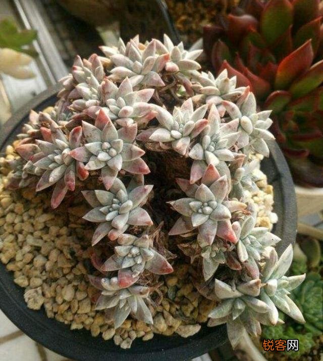 砍头粉蓝鸟已爆仔,但是最下面的杆子上也爆了侧芽,之后如何养护？