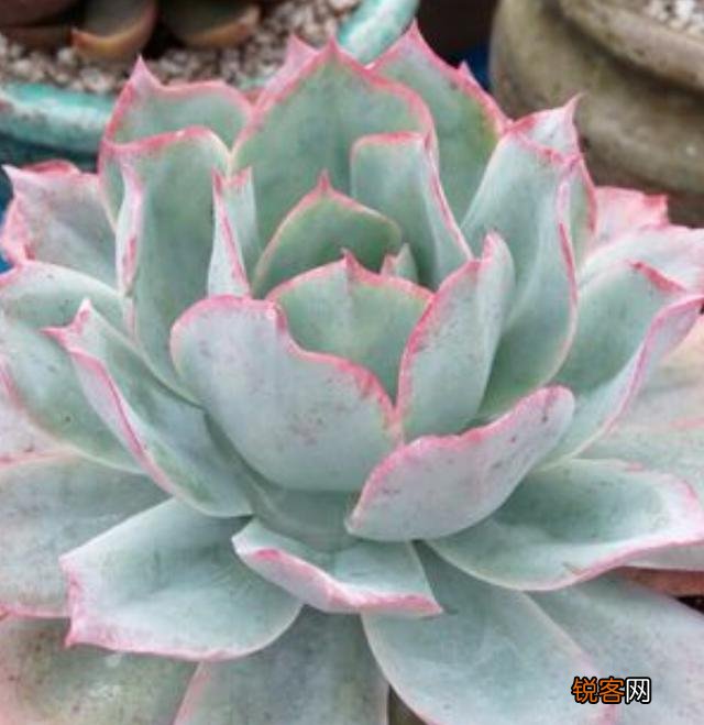 砍头粉蓝鸟已爆仔,但是最下面的杆子上也爆了侧芽,之后如何养护？