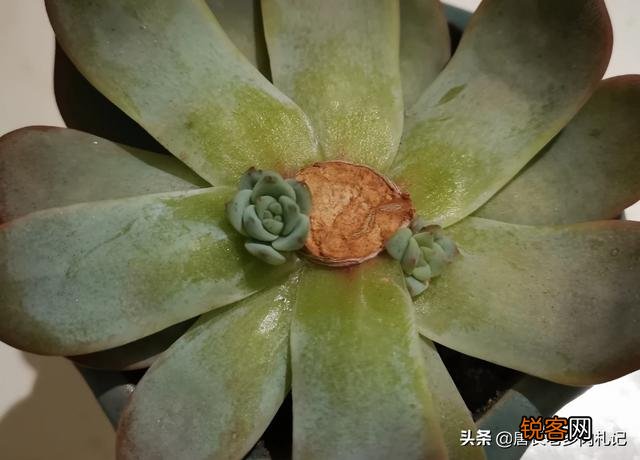 砍头粉蓝鸟已爆仔,但是最下面的杆子上也爆了侧芽,之后如何养护？