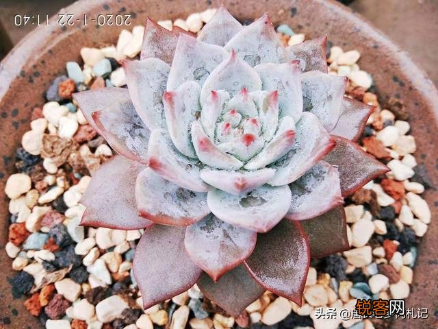 砍头粉蓝鸟已爆仔,但是最下面的杆子上也爆了侧芽,之后如何养护？