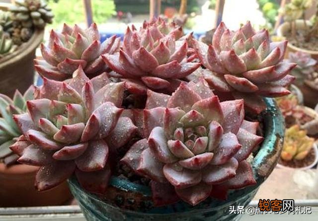 砍头粉蓝鸟已爆仔,但是最下面的杆子上也爆了侧芽,之后如何养护？