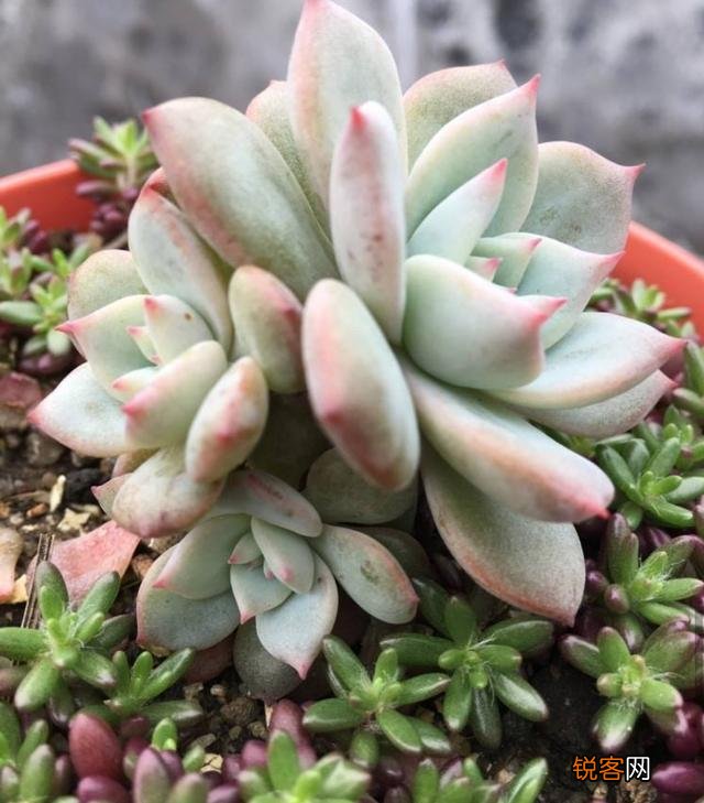 砍头粉蓝鸟已爆仔,但是最下面的杆子上也爆了侧芽,之后如何养护？