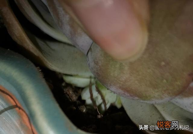 砍头粉蓝鸟已爆仔,但是最下面的杆子上也爆了侧芽,之后如何养护？