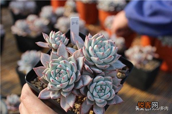 砍头粉蓝鸟已爆仔,但是最下面的杆子上也爆了侧芽,之后如何养护？