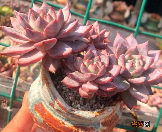 砍头粉蓝鸟已爆仔,但是最下面的杆子上也爆了侧芽,之后如何养护？