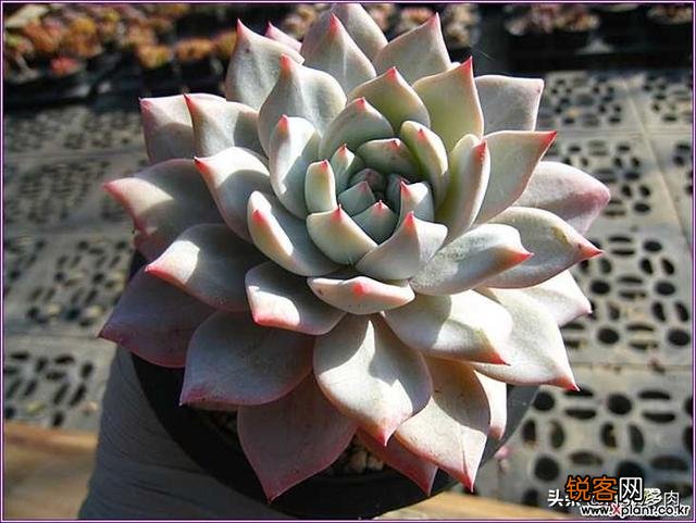 砍头粉蓝鸟已爆仔,但是最下面的杆子上也爆了侧芽,之后如何养护？