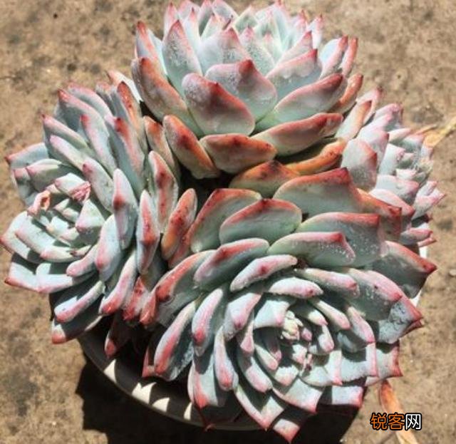 砍头粉蓝鸟已爆仔,但是最下面的杆子上也爆了侧芽,之后如何养护？