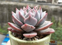 砍头粉蓝鸟已爆仔,但是最下面的杆子上也爆了侧芽,之后如何养护？