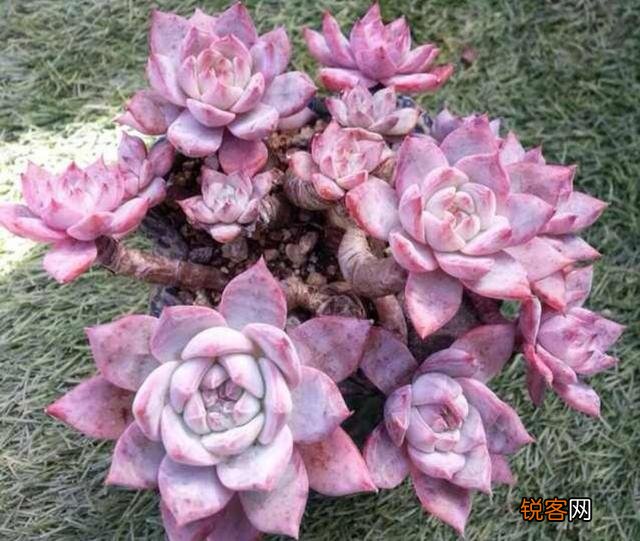 砍头粉蓝鸟已爆仔,但是最下面的杆子上也爆了侧芽,之后如何养护？