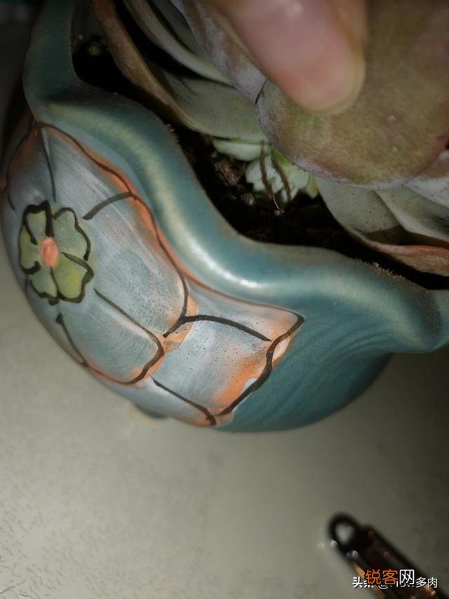 砍头粉蓝鸟已爆仔,但是最下面的杆子上也爆了侧芽,之后如何养护？