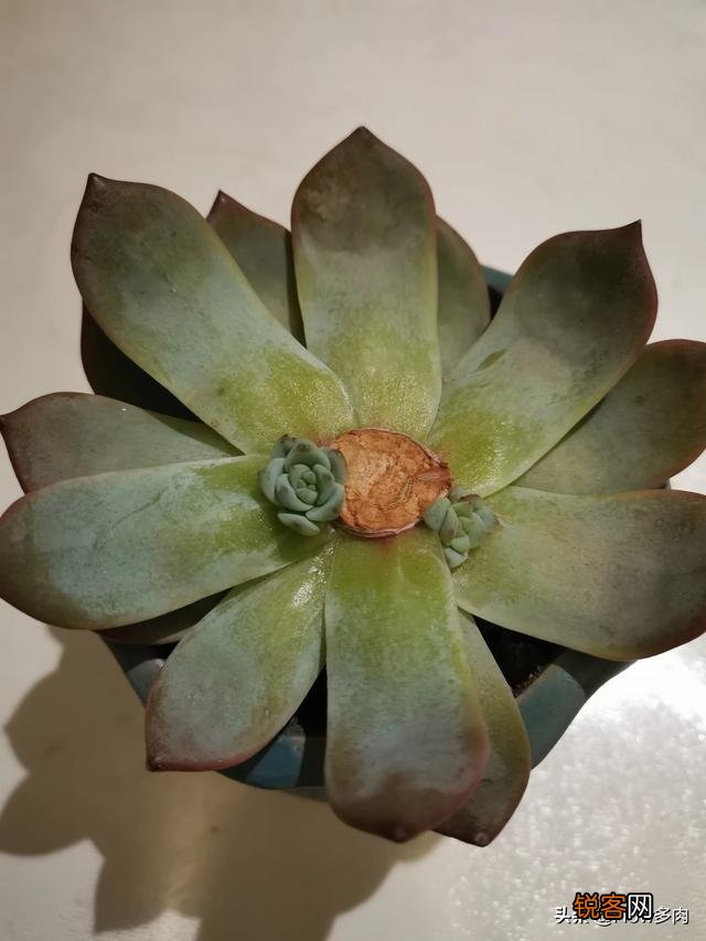 砍头粉蓝鸟已爆仔,但是最下面的杆子上也爆了侧芽,之后如何养护？