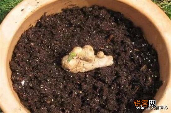 在超市里买的生姜发芽了,可以栽在花盆里吗？怎样栽？